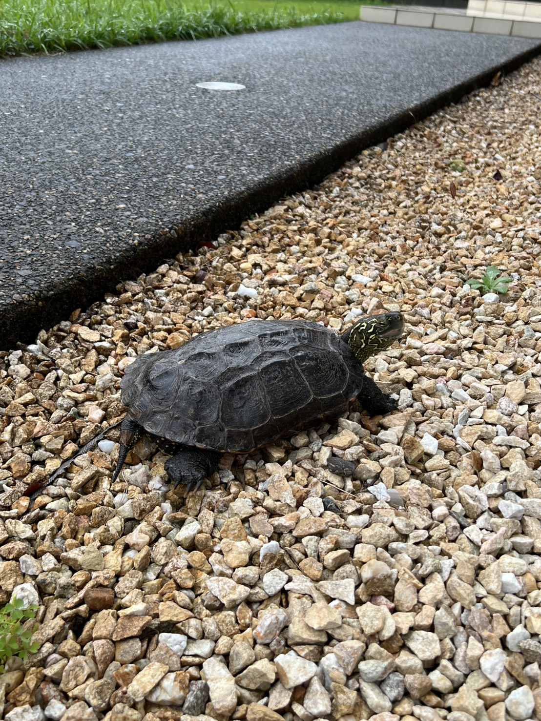 カメキチさん